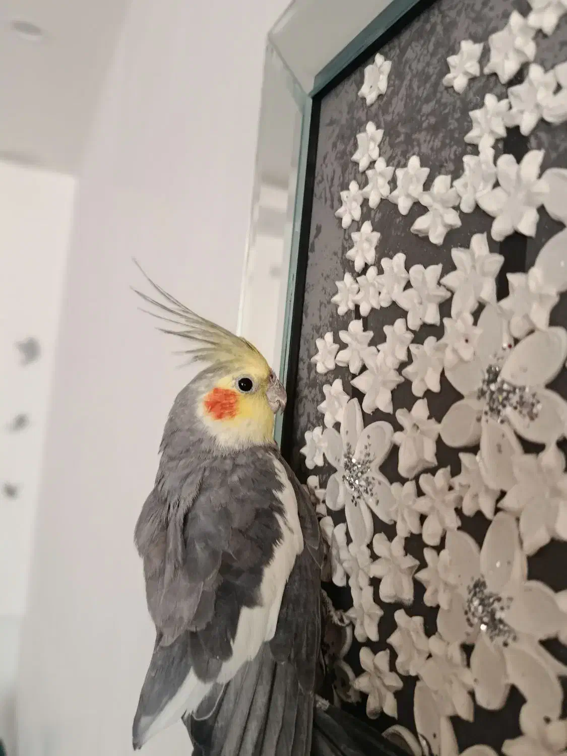 عروس هلندی|پرنده|تربت جام, عیدی آباد|دیوار