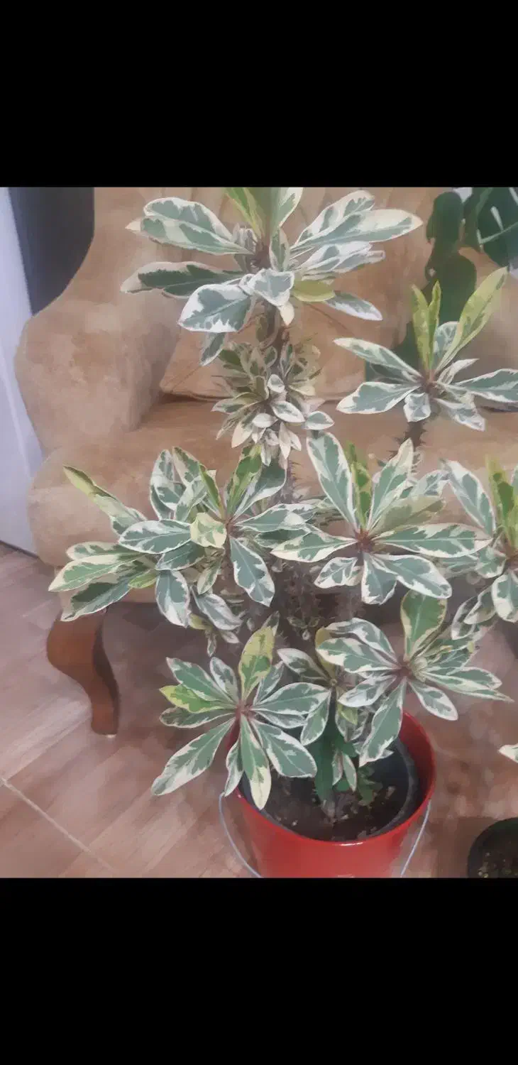 گل مرجان ابلق|گل و گیاه طبیعی|رشت, پیرسرا|دیوار