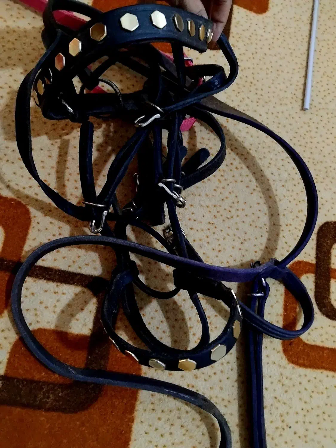 دهنه و کله گیر،عرق گیر ،سینه بند|اسب و تجهیزات اسبسواری|بوشهر, |دیوار