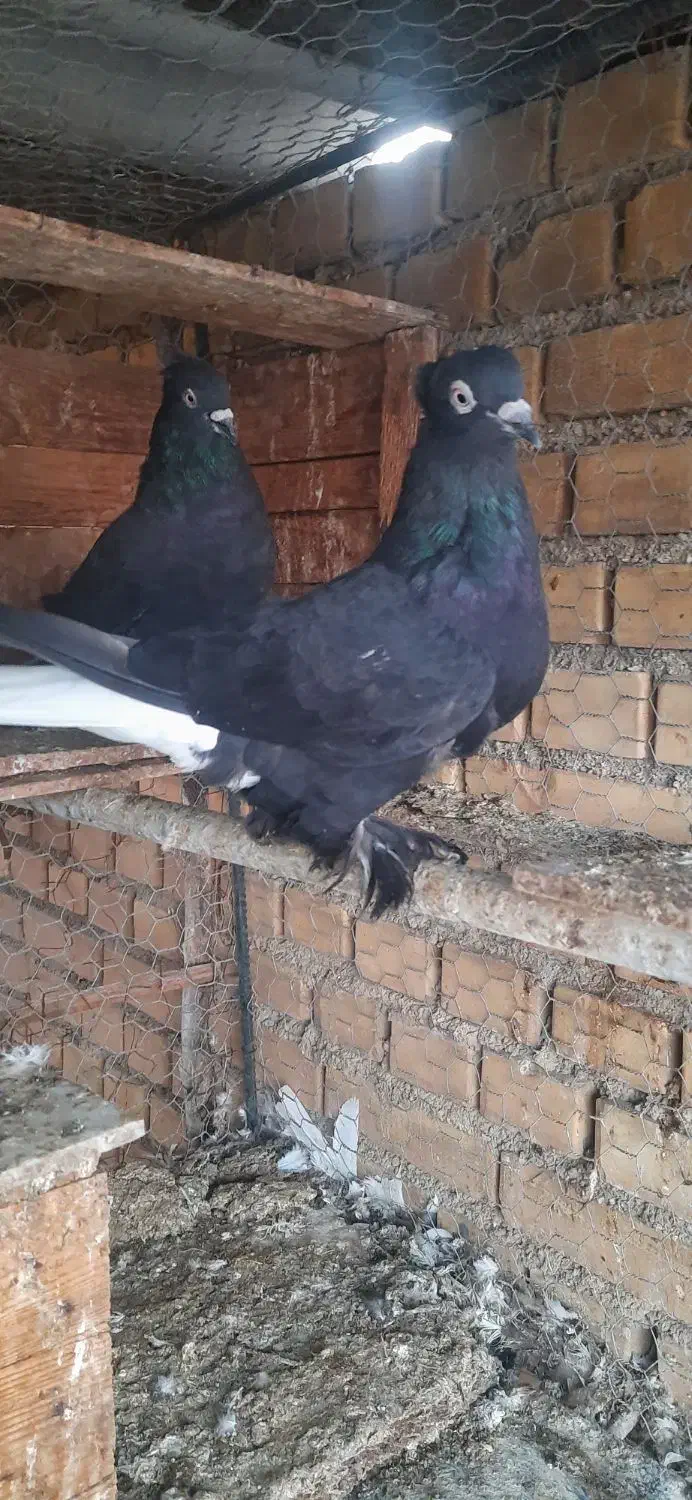 سبز دم سفید نروماده  و سه عدد کهله ای|پرنده|بهبهان, |دیوار