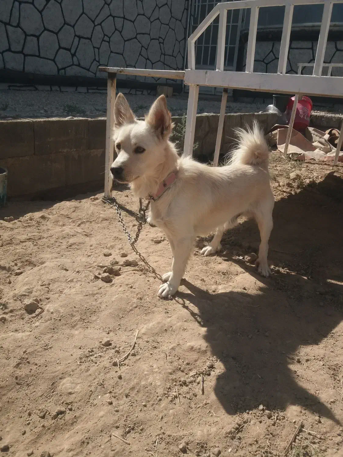 سگ پاکوتاه مهربون|سگ|یزد, |دیوار