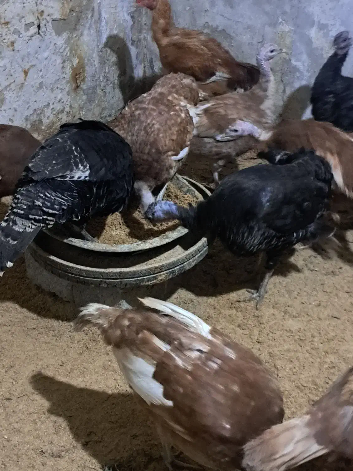 بوقلمون|حیوانات مزرعه|اردبیل, |دیوار