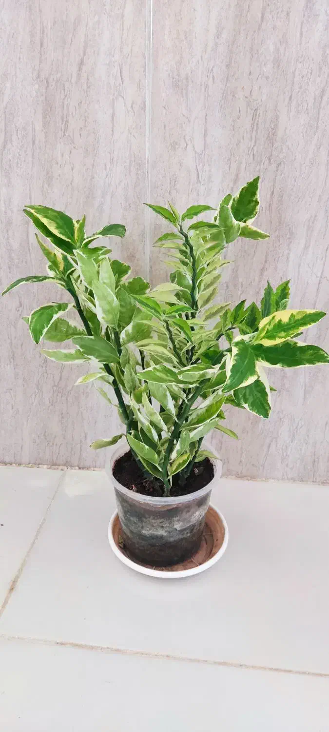 گل وگیاه طبیعی|گل و گیاه طبیعی|چوار, |دیوار