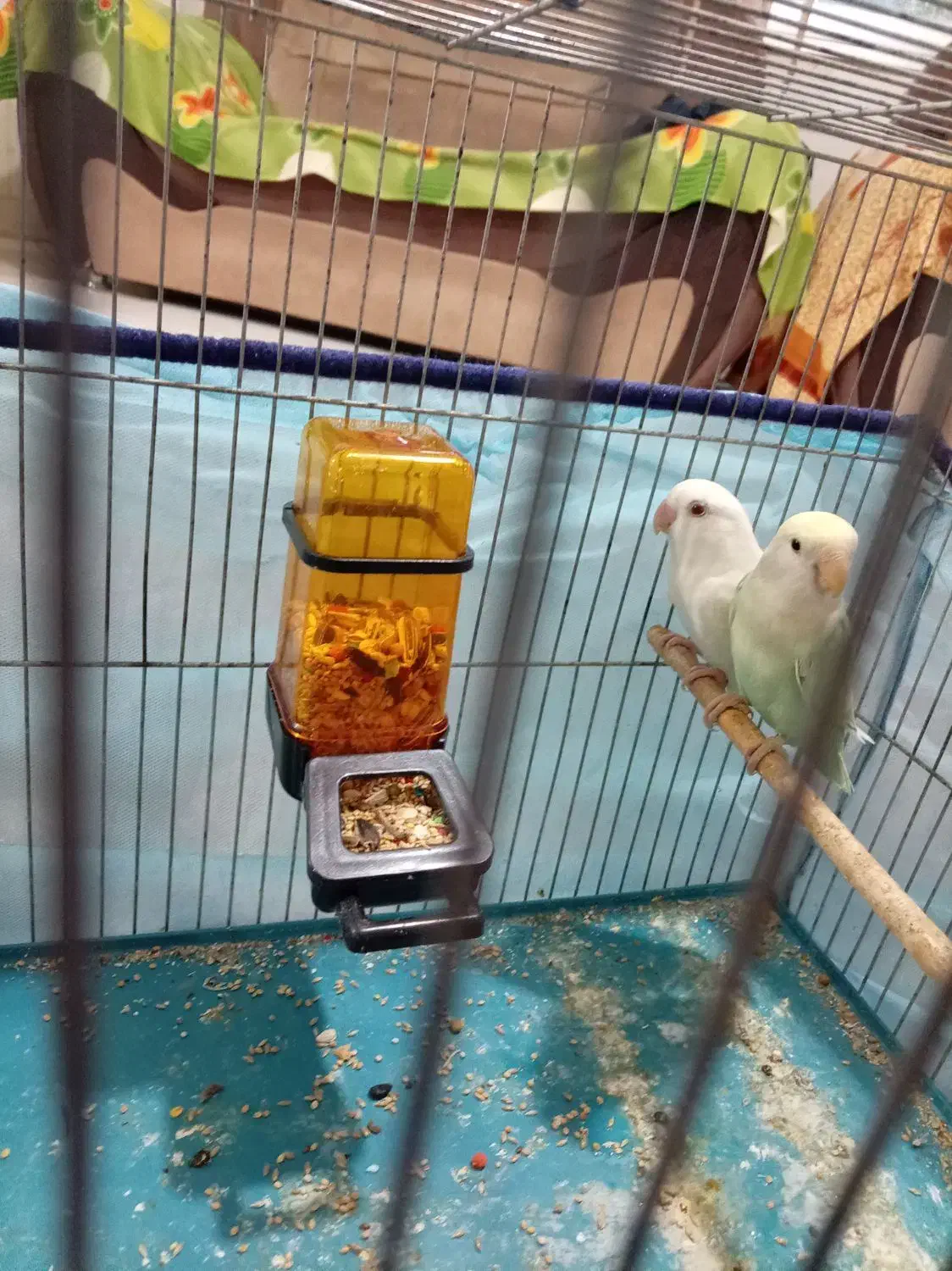 طوطی برزیلی|پرنده|شیراز, محراب|دیوار