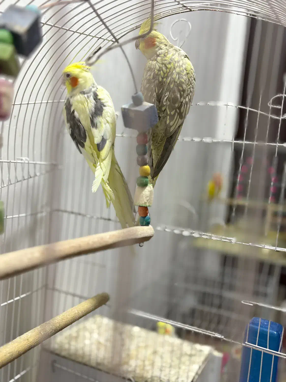 عروس هلندی طوطی کتوله|پرنده|زرند, |دیوار