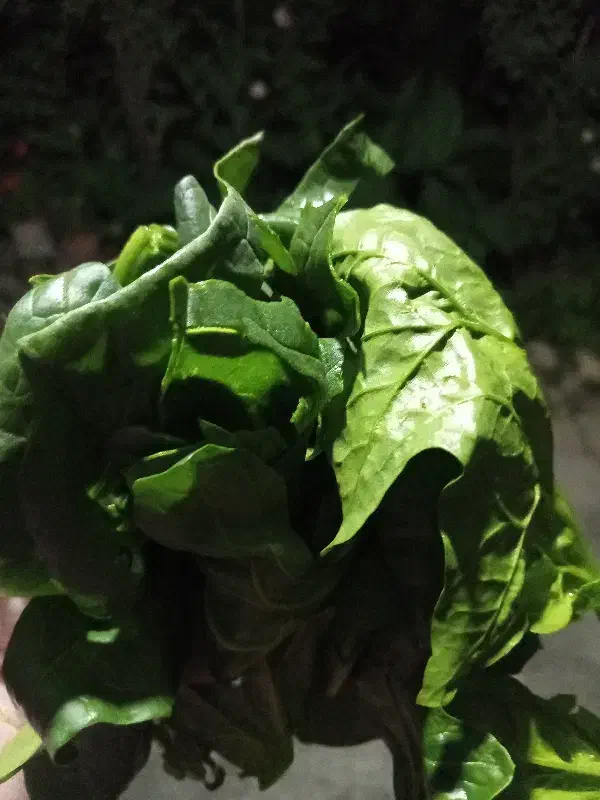 اسفناج تفت داده|خوردنی و آشامیدنی|فاضل آباد, |دیوار