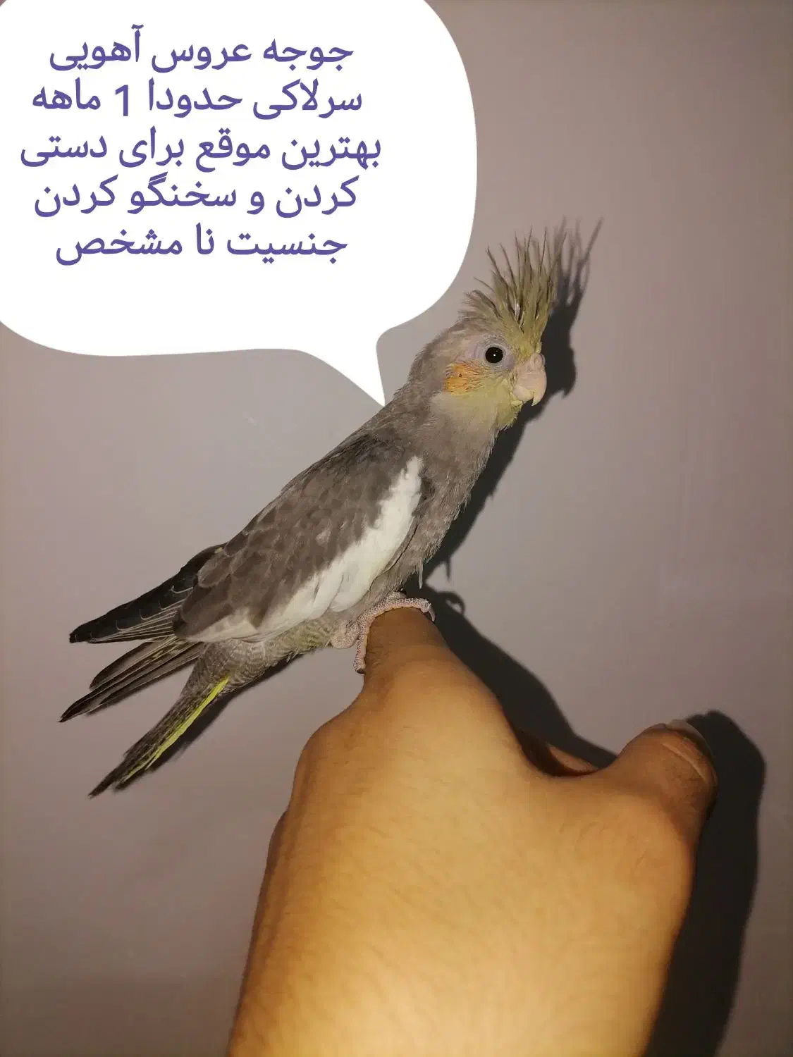 مجسمه، عروس|مجسمه، تندیس، ماکت|قائن, |دیوار