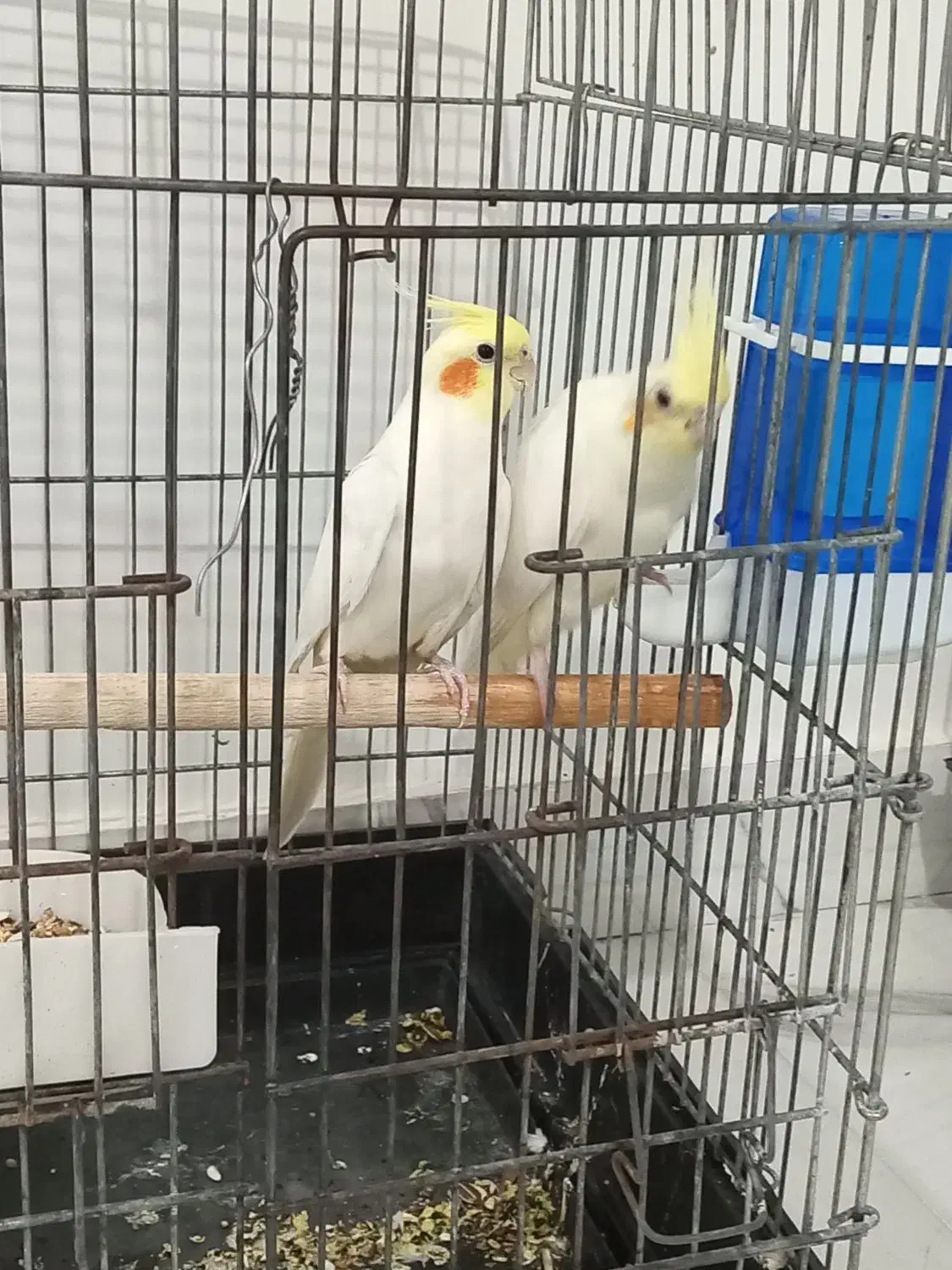 دوجفت عروس هلندی|پرنده|شریفآباد, |دیوار