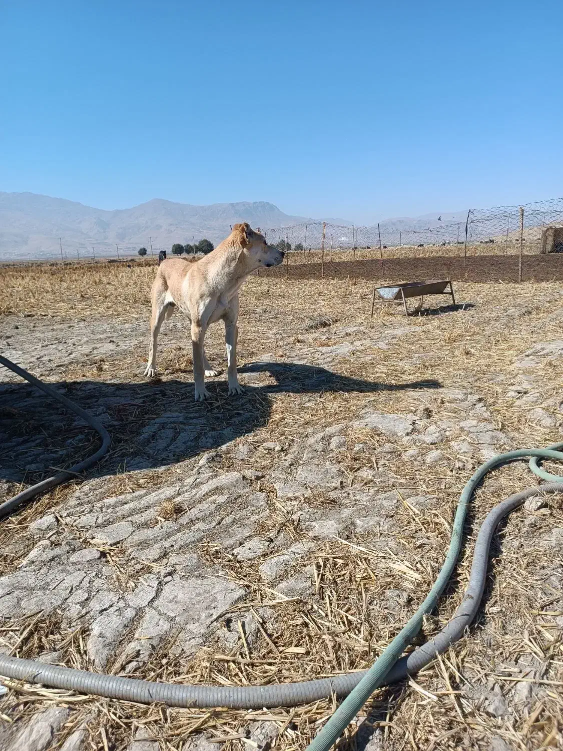 واگزاری توله سرابی|سگ|دورود, |دیوار