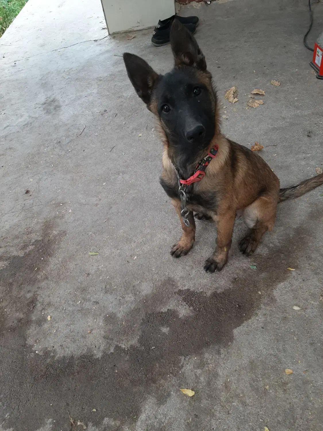 توله مالینویز ۳ماهه ماده|سگ|مهریز, |دیوار