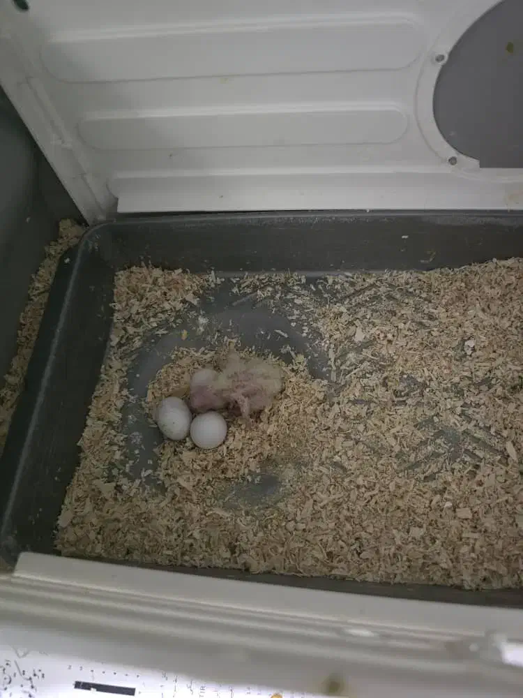 عروس هلندی مولد|پرنده|تهران, فلسطین (میدان انقلاب)|دیوار