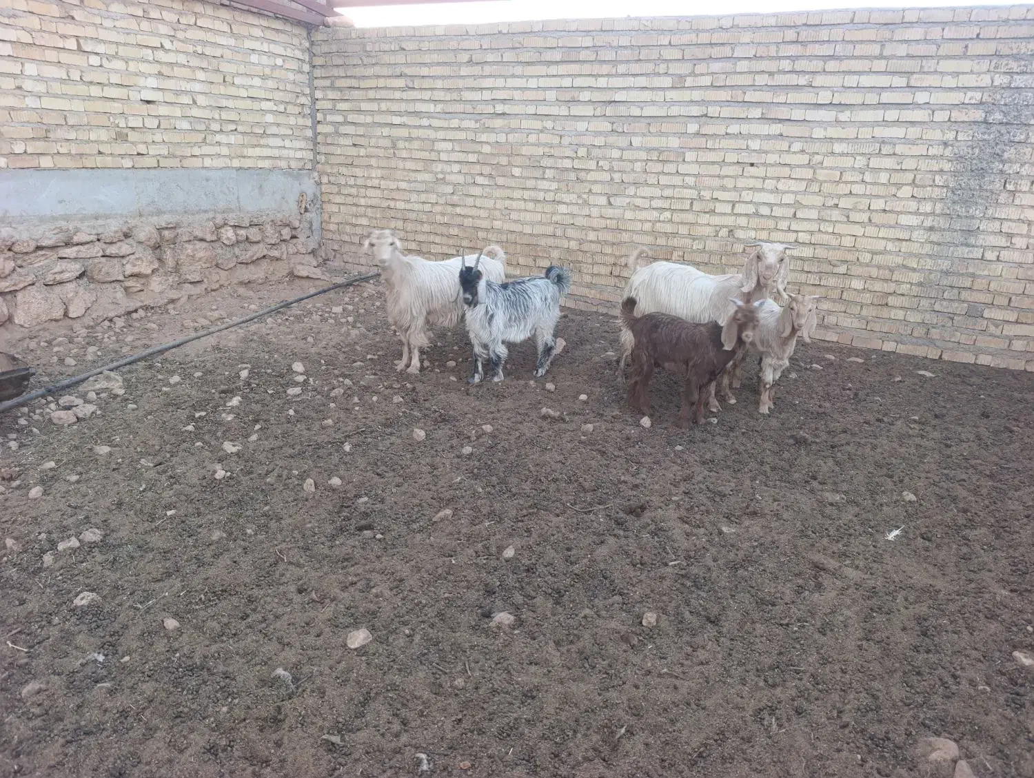 بز کهره دار|حیوانات مزرعه|کوار, |دیوار