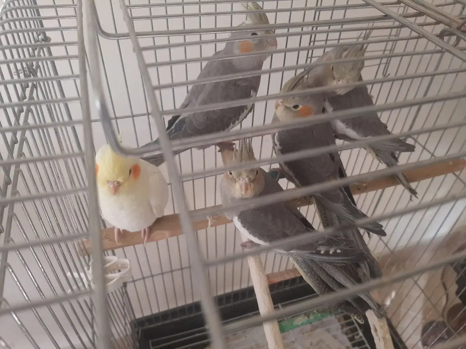 عروس هلندی|پرنده|اندیشه, اندیشه فاز ۲|دیوار