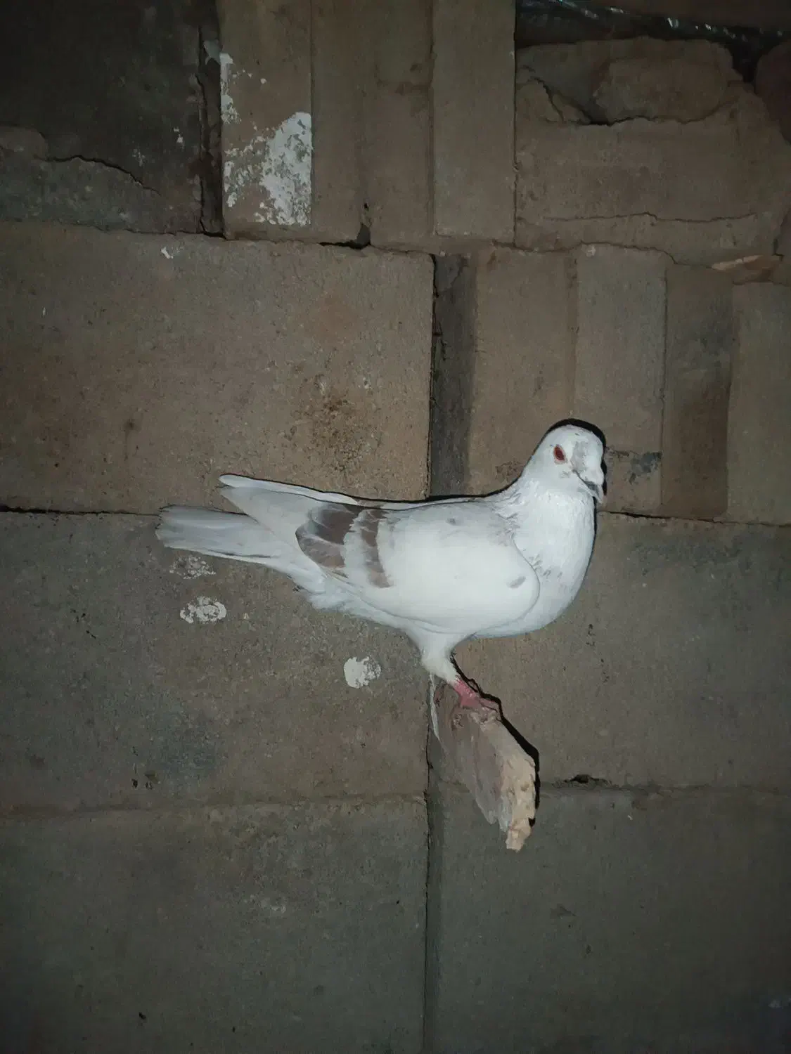 قیمت 800تومن|حراج|پره‌سر, |دیوار