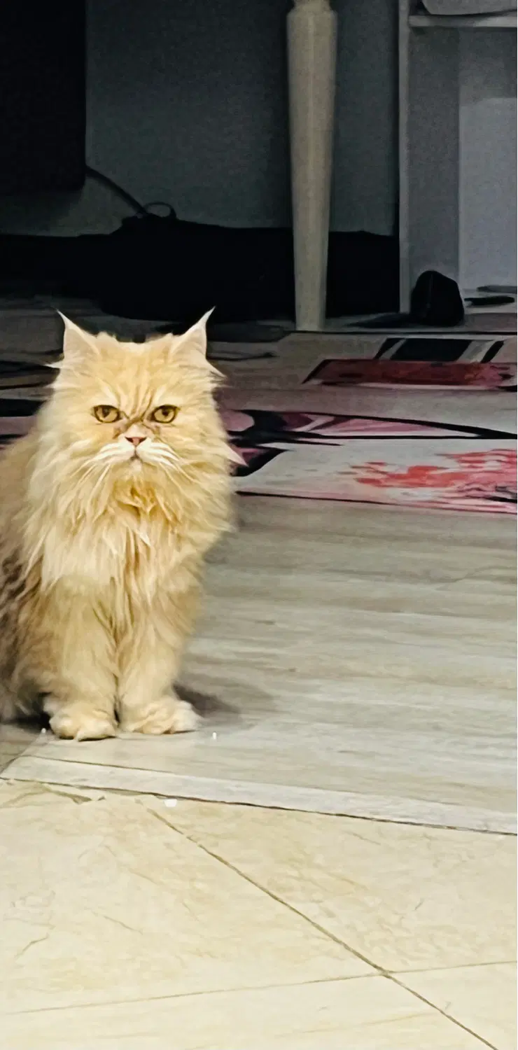 گربه|گربه|بوشهر, |دیوار