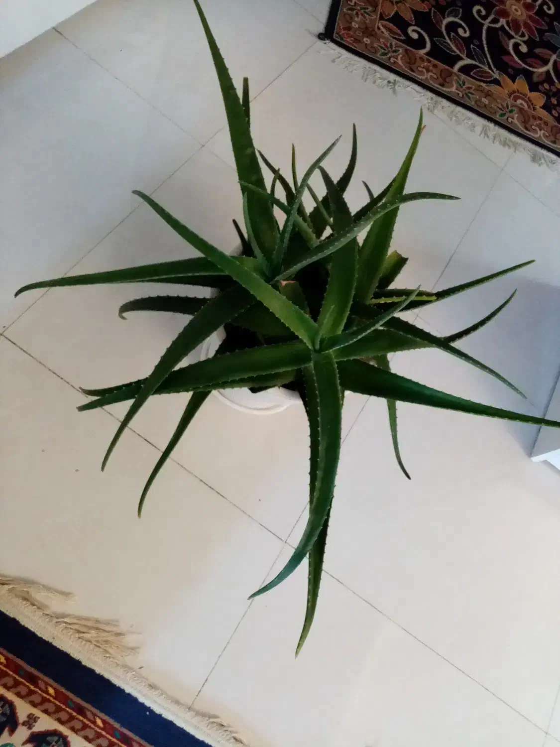 گل آلوورا طبیعی قیمت 500 هزار|گل مصنوعی|مشهد, الهیه|دیوار