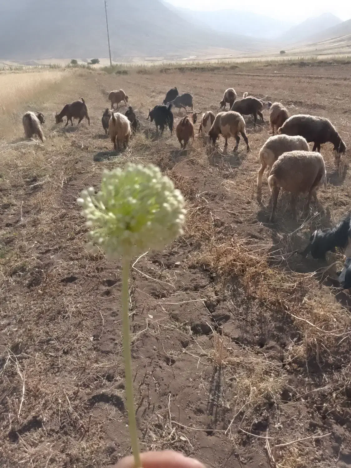 بز قیمت مناسب|حیوانات مزرعه|پیر سلیمان, |دیوار
