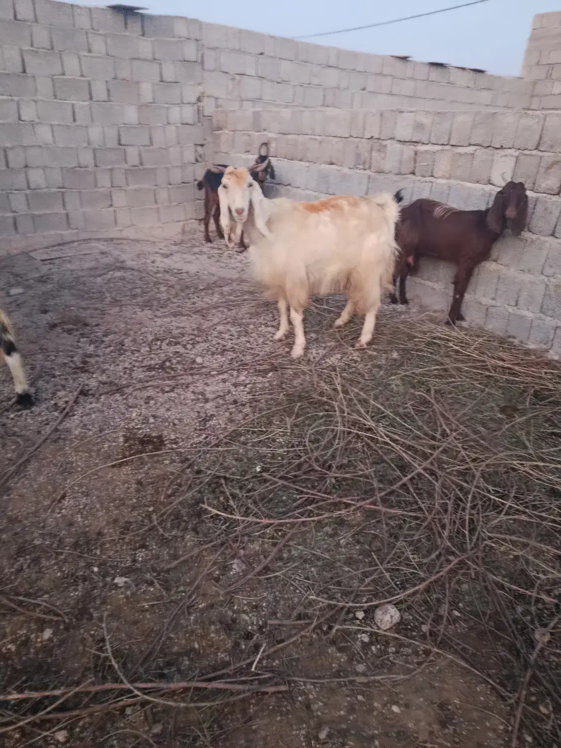 تعداد 20راس بز کهر ه دار داشتی|حیوانات مزرعه|بندر گناوه, |دیوار