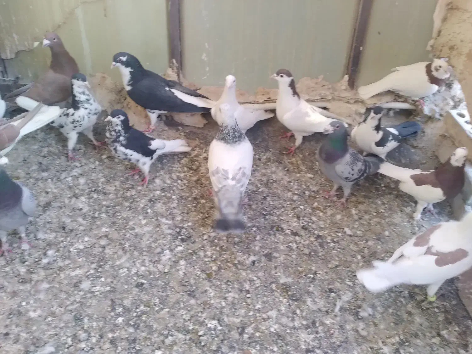 کفتر|پرنده|مشهد, رباط طرق|دیوار