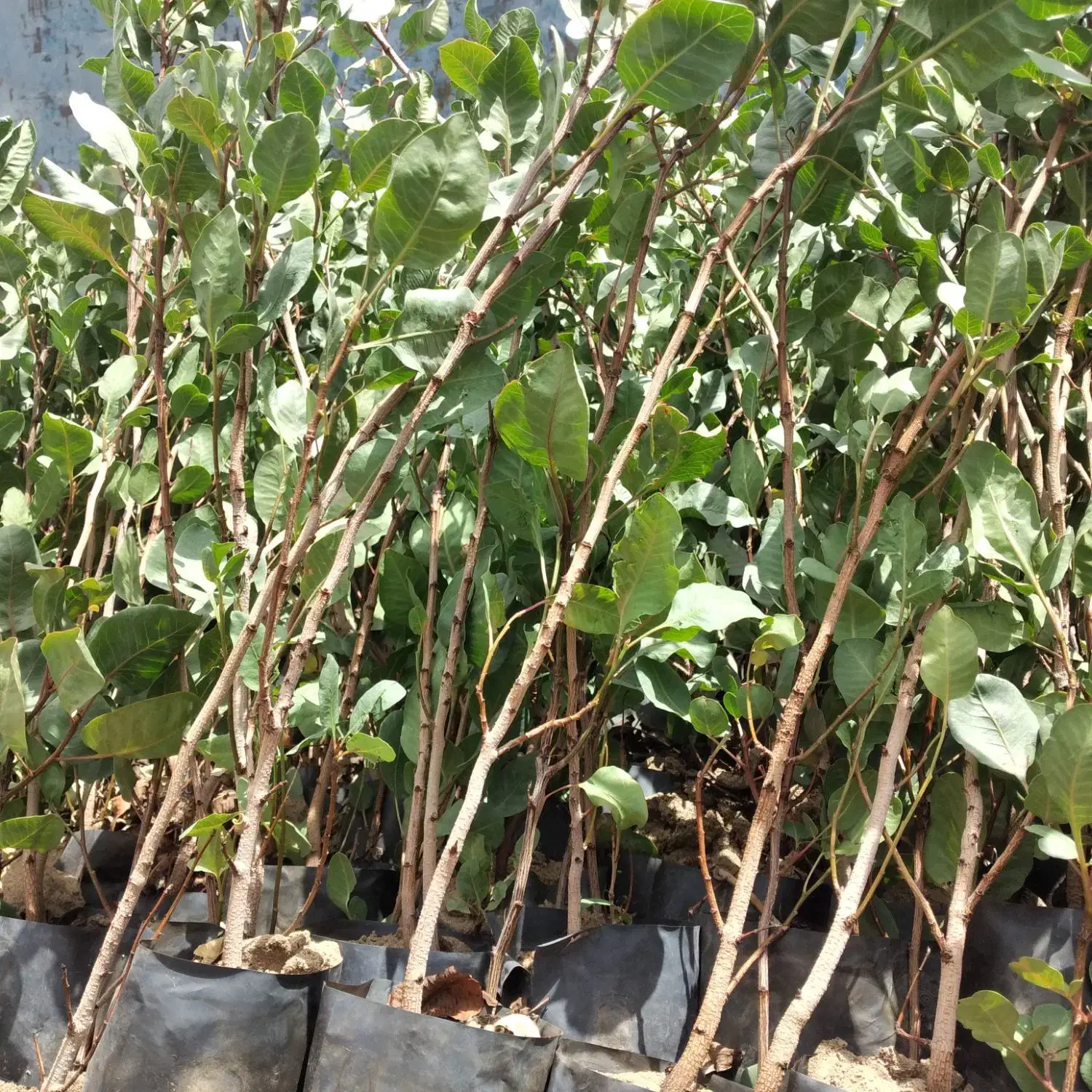 نهال پسته گلدانی،|خدمات باغبانی و درختکاری|طبس, |دیوار