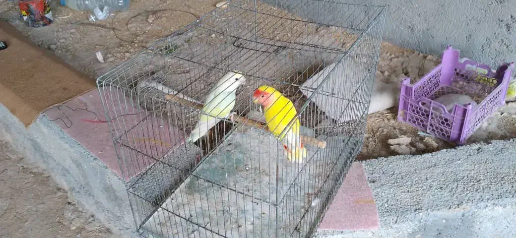 کوتوله ،طوطی برزیلی|پرنده|لامرد, |دیوار