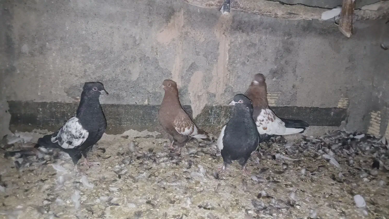 سینه ای|پرنده|لنجان, |دیوار