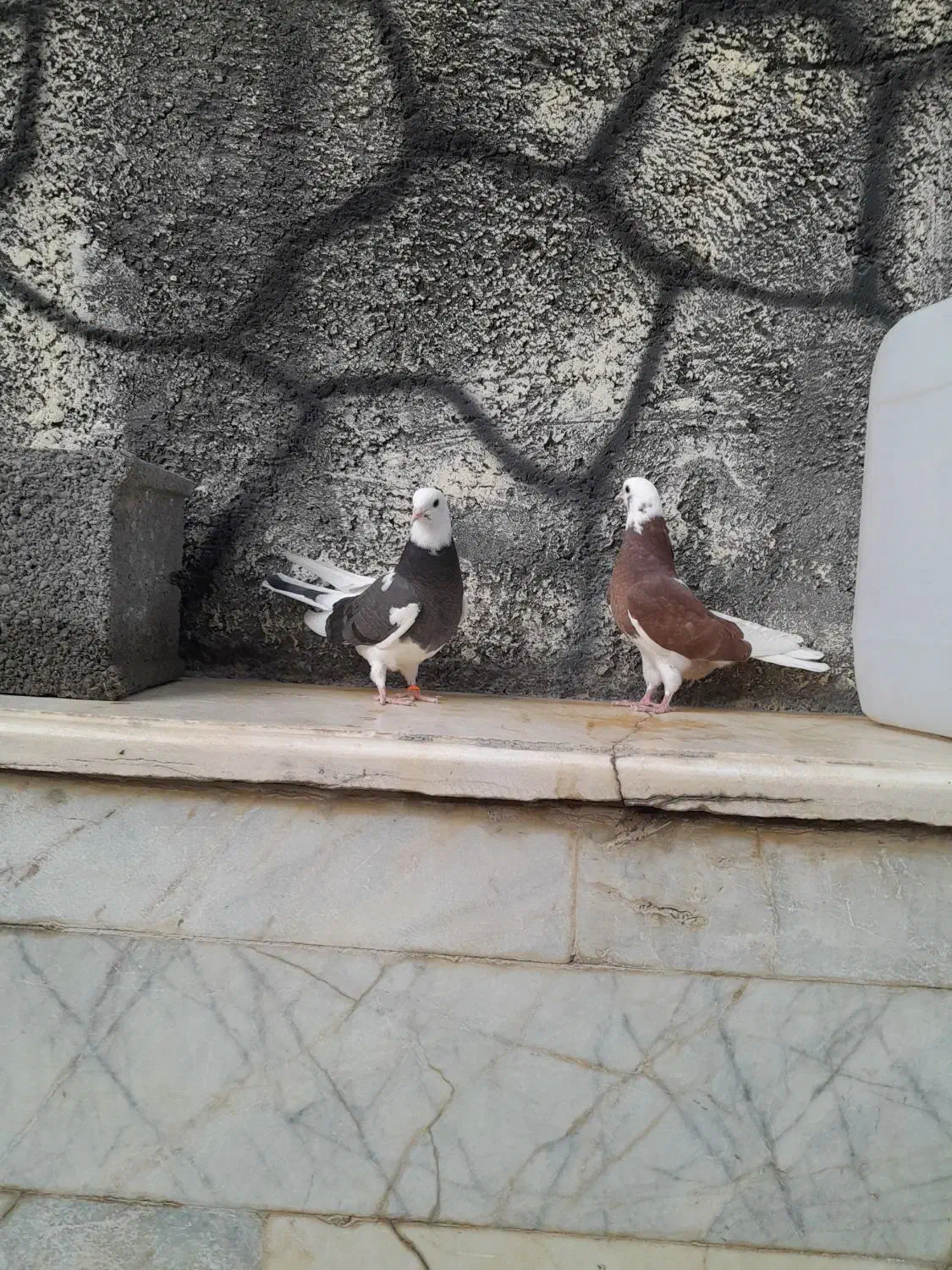 کبوتر تهرانی|پرنده|اصفهان, همدانیان|دیوار