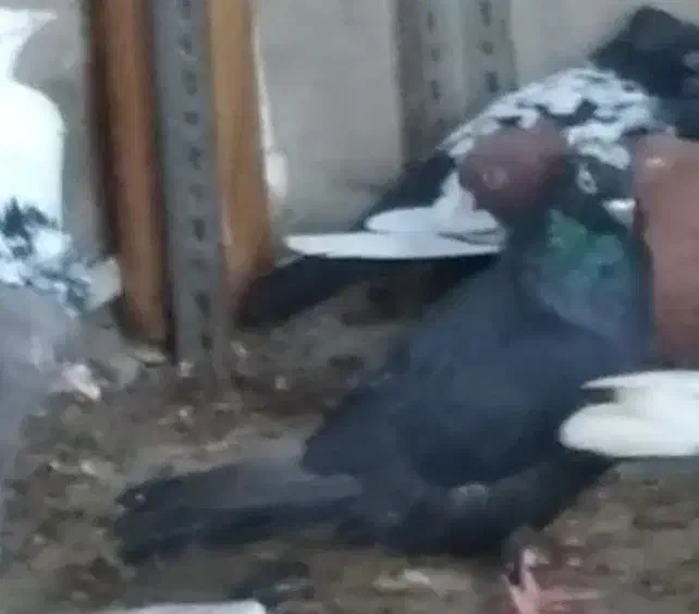 کبوتر|پرنده|چمران, |دیوار