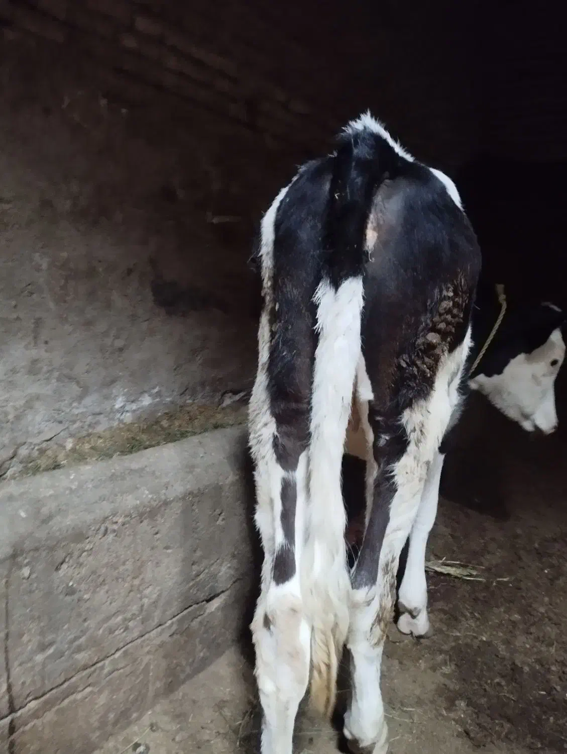 گوساله ماده سیمنتال خوش خوراک|حیوانات مزرعه|میاندوآب, |دیوار