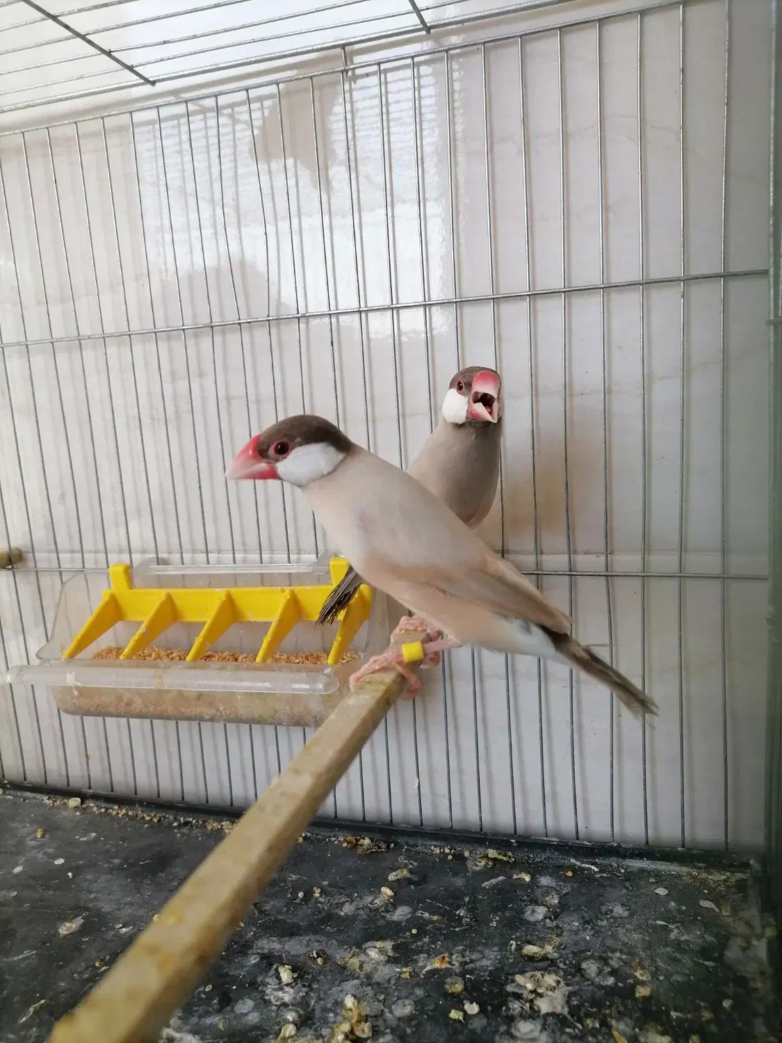 فنچ نرگسی شکلاتی فنچ جاوا در اندیشه|پرنده|تهران, چیتگر جنوبی|دیوار