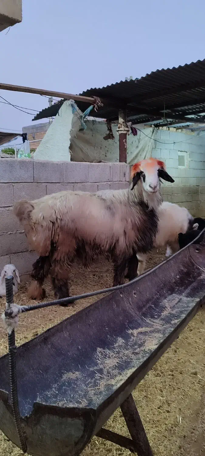 قوچ بختیاری|حیوانات مزرعه|شیراز, بید زرد|دیوار