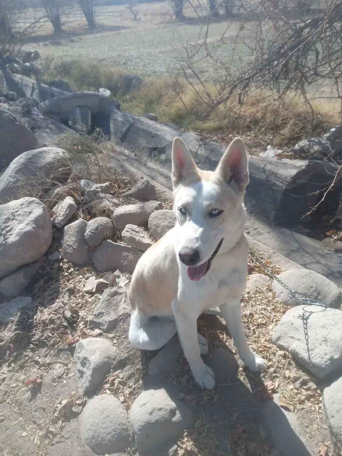 فروش سگ هاسکی|سگ|یزد, |دیوار