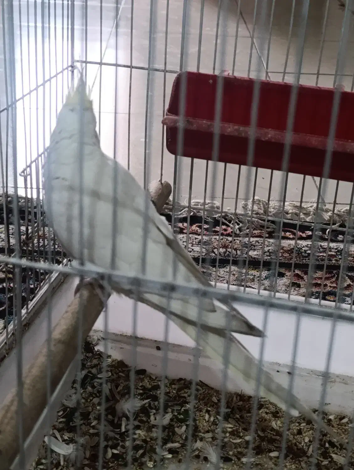 فروشی|پرنده|پاسارگاد, |دیوار