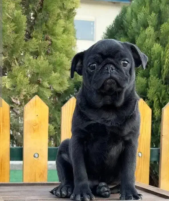 سگ نژاد پاگ pug|سگ|فردیس, فردیس|دیوار