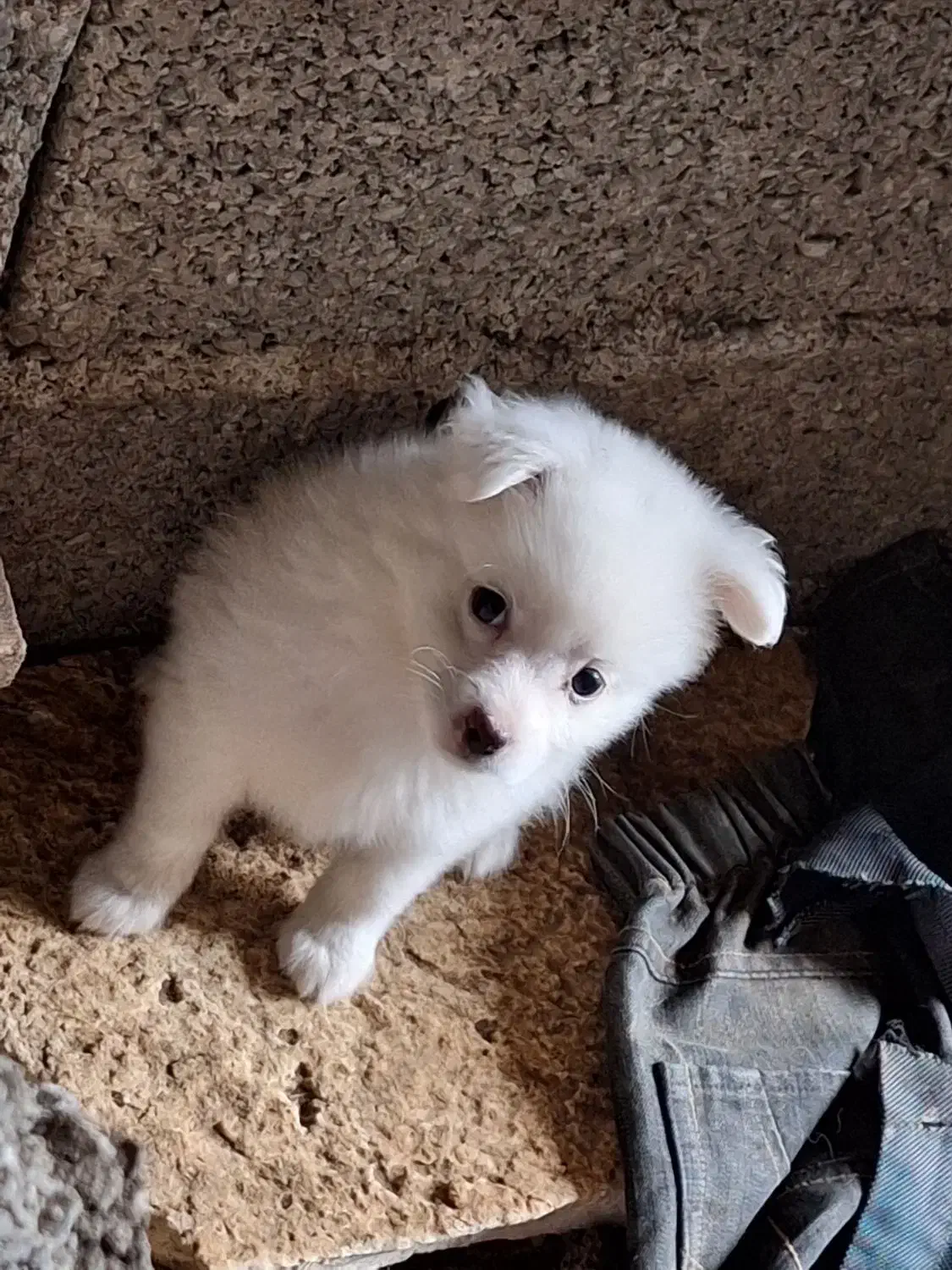 سگ اشپیتز ۲ ماه و ۱۰روز|سگ|رودسر, |دیوار