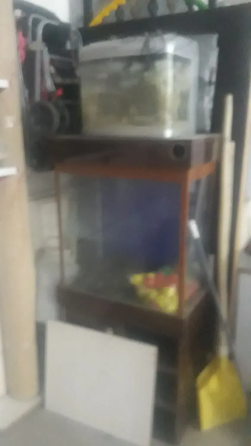 آکواریوم|ماهی|قروه, |دیوار