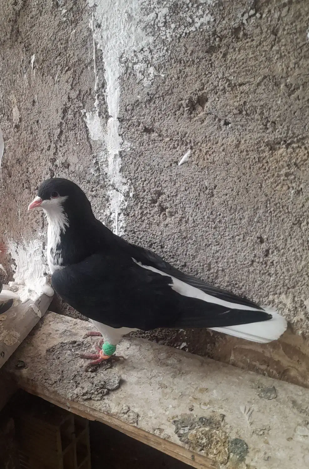 کفترپلاکی|پرنده|بوئین زهرا, |دیوار