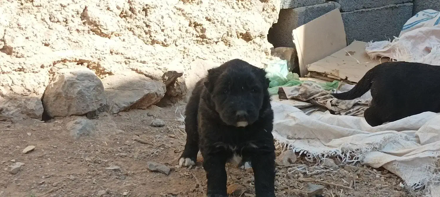 واگذاری قهدرینجونی ذات دار|سگ|حسن آباد, |دیوار