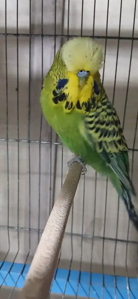 مرغ عشق انگلیسی نر|پرنده|ری, صفاییه (چشمه علی)|دیوار