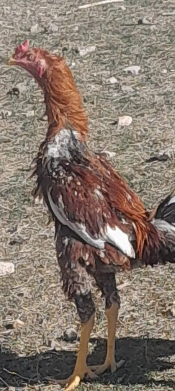 لاری|حیوانات مزرعه|مشگین شهر, |دیوار