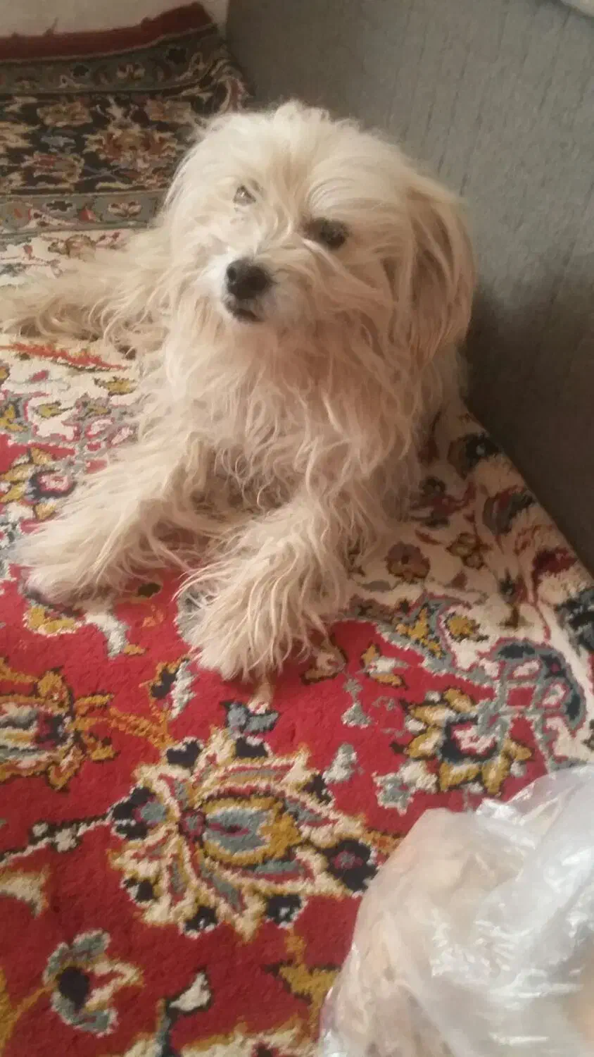 سگ پاکوتا|سگ|فردوس (خراسان), |دیوار