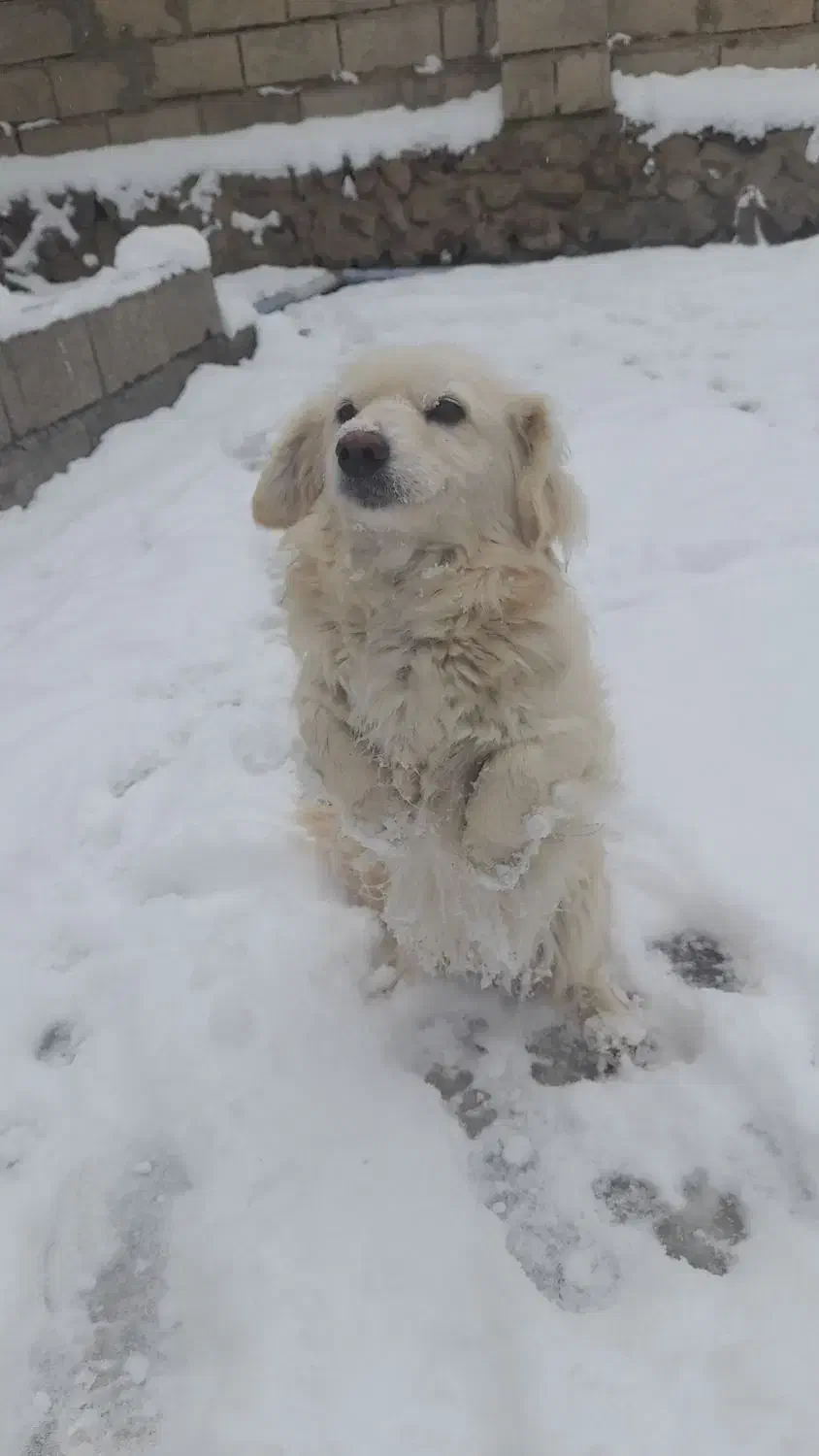 سگ پاکوتاه|سگ|مشگین شهر, |دیوار