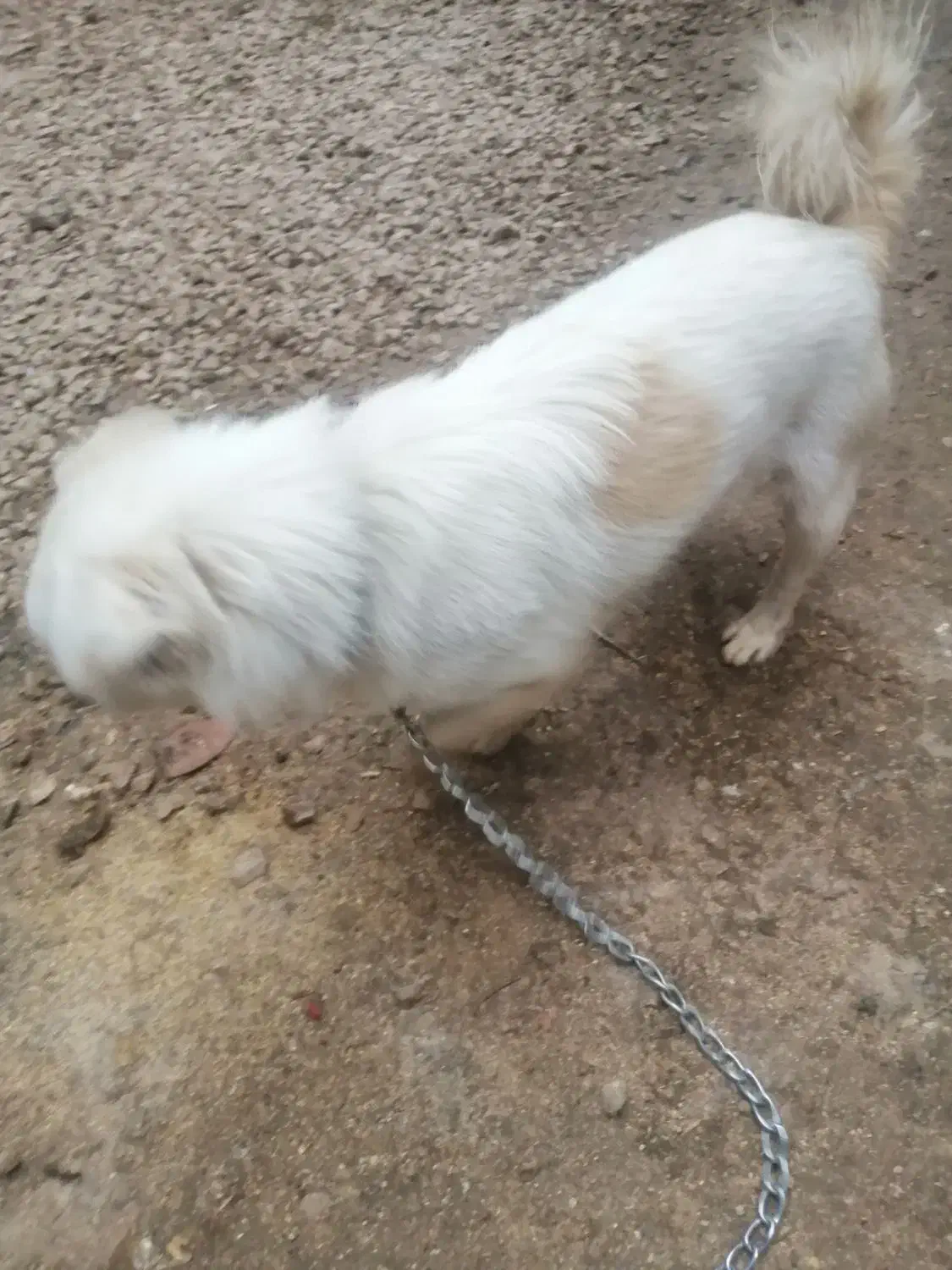 واگزاری سگ اشپیتزقیمت 3تومان|سگ|شیراز, کرونی(خاتونک)|دیوار