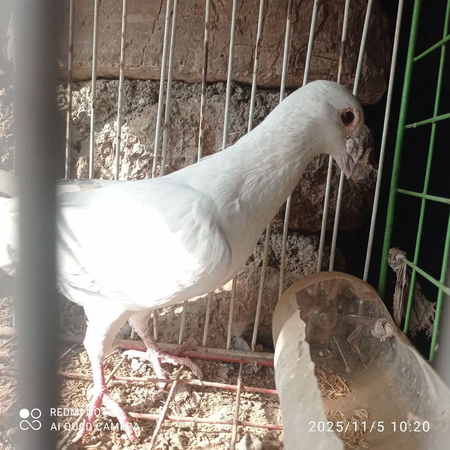 نامبر نر|پرنده|روانسر, |دیوار