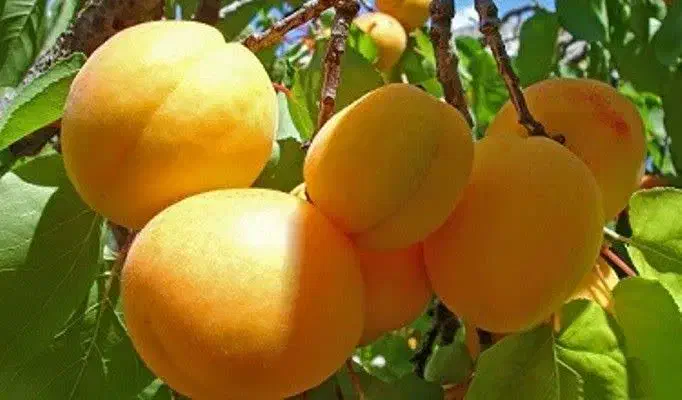 نهالستان حاج عبدالله|خدمات باغبانی و درختکاری|اصفهان, دانشگاه اصفهان|دیوار