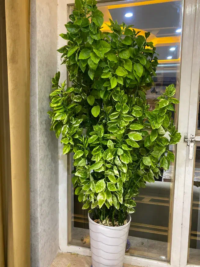 گل پدیلانتوس و زاموفیلیا|گل و گیاه طبیعی|صدرا-فارس, فاز ۲|دیوار