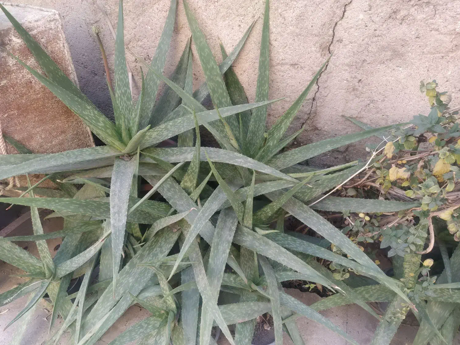 فروش گیاه آلوئه ورا توافقی به قیمت مناسب|گل و گیاه طبیعی|قم, زنبیل آباد|دیوار