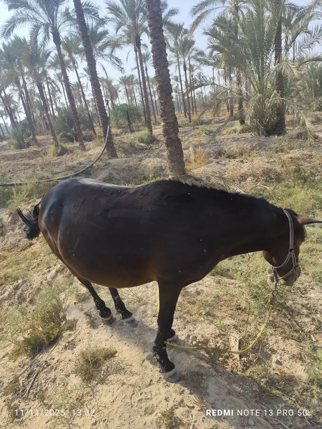 اسب مادیون|اسب و تجهیزات اسبسواری|برازجان, |دیوار