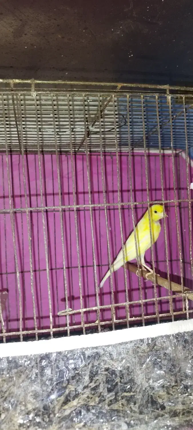 پرنده|پرنده|بندر امام خمینی, |دیوار