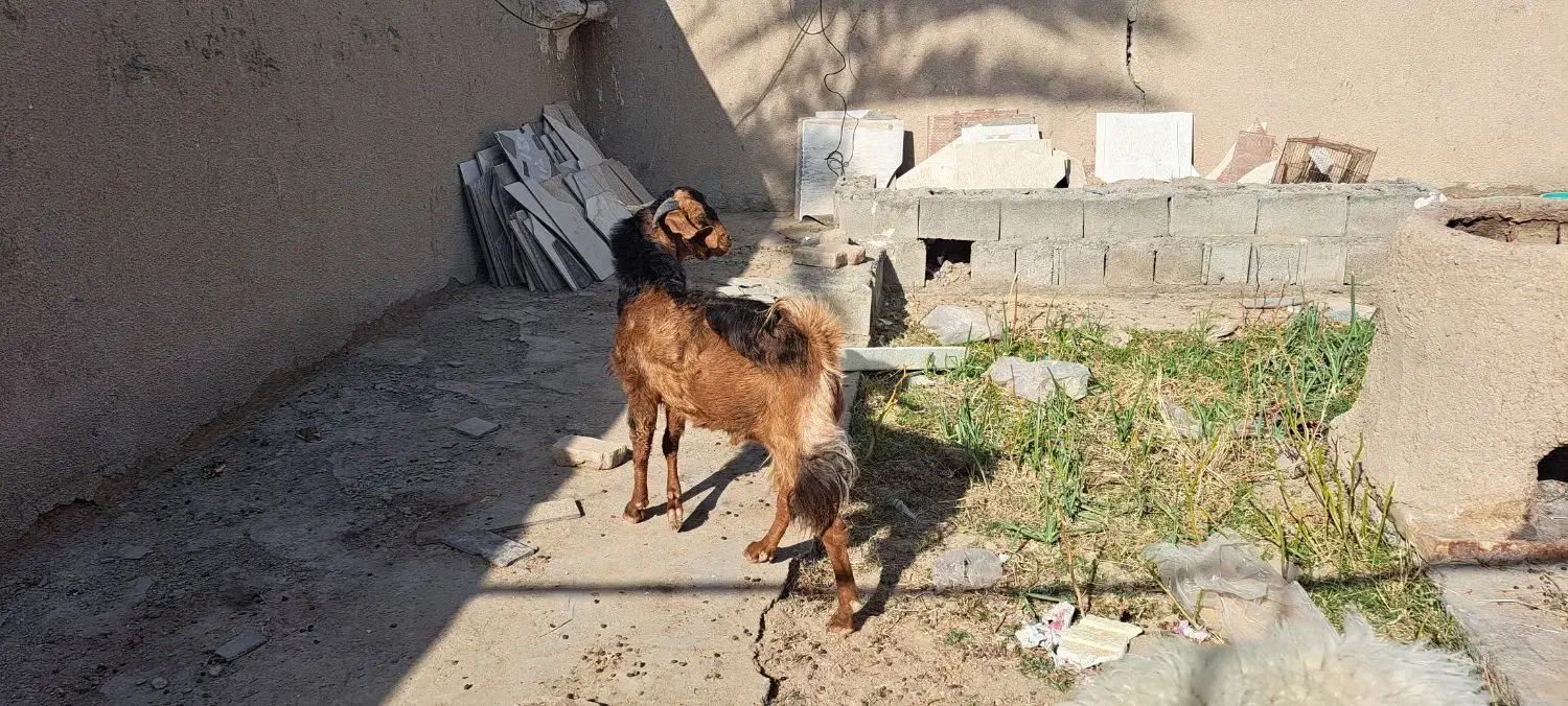 فروش بز مری نر|حیوانات مزرعه|سیب و سوران, |دیوار